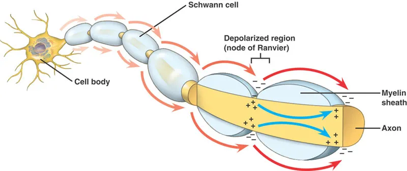 Saltatory Conduction in a Myelinated Axon