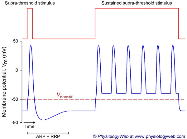 Action Potential Response to Supra-threshold Stimuli