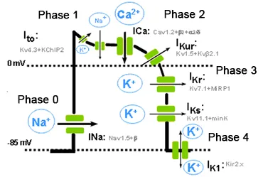 Cardiac action potential phases and ion flow