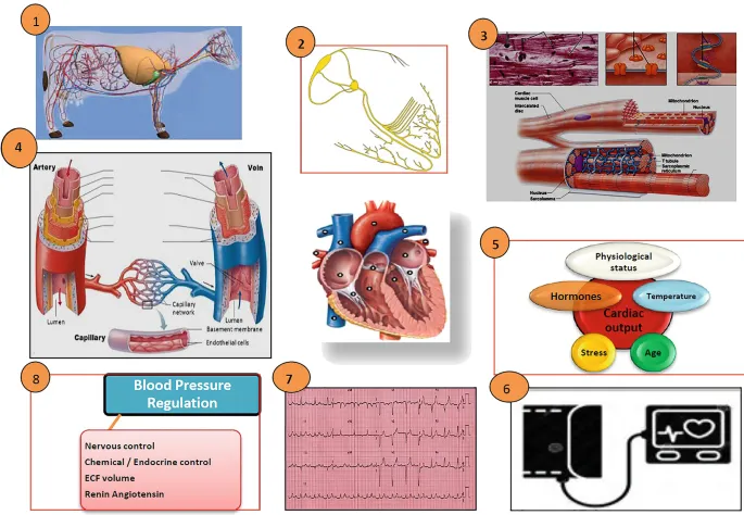 Autonomic regulation of cardiac muscle