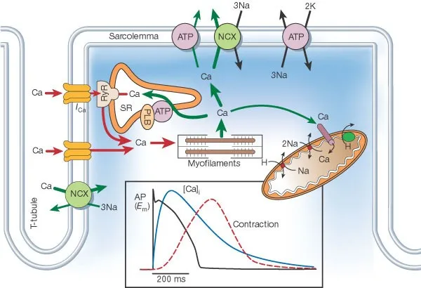Cardiac Muscle Excitation-Contraction Coupling