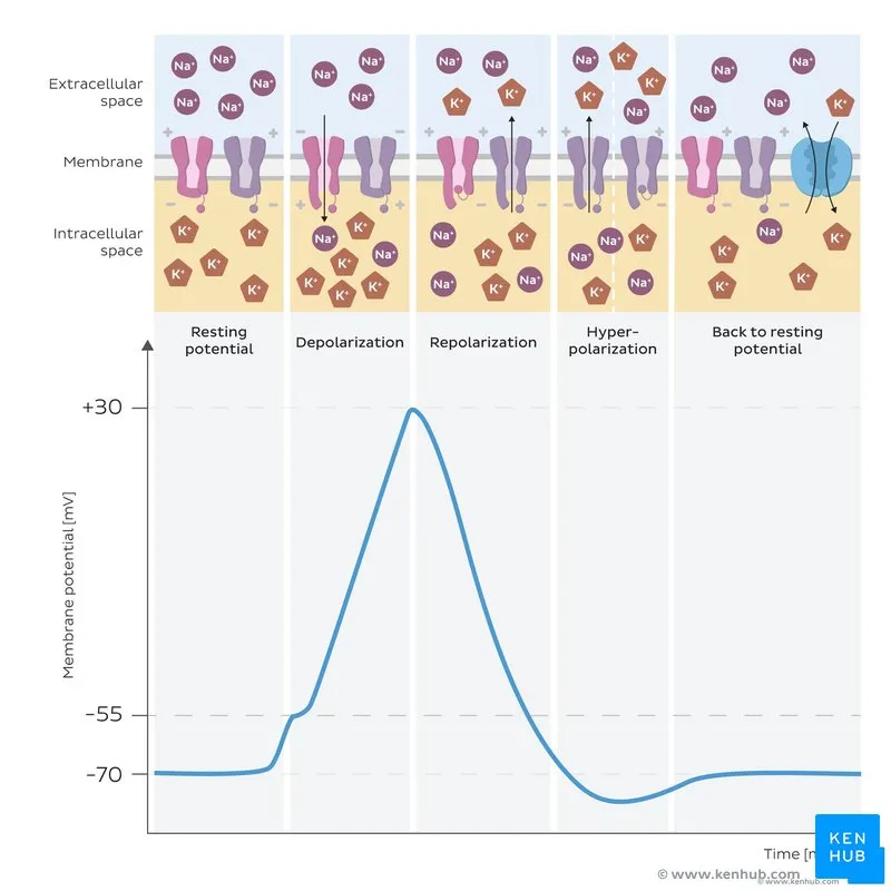 Action potential curve with ionic basis