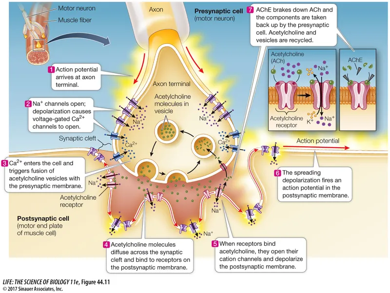 Neuromuscular Junction Structure and Function