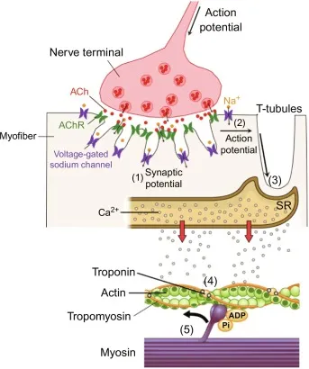 Neuromuscular junction excitation-contraction coupling