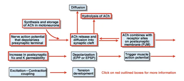 Presynaptic events at the neuromuscular junction