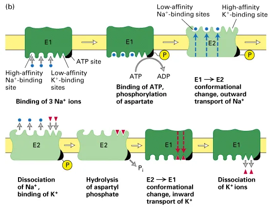Na+/K+ ATPase pump mechanism