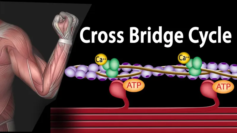 Skeletal muscle contraction cross-bridge cycle
