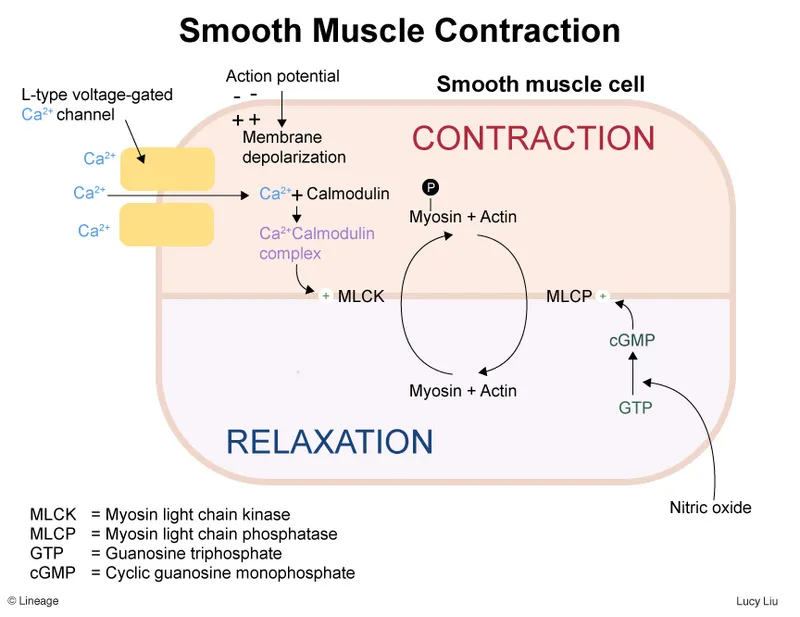 Smooth Muscle Contraction and Relaxation Pathway