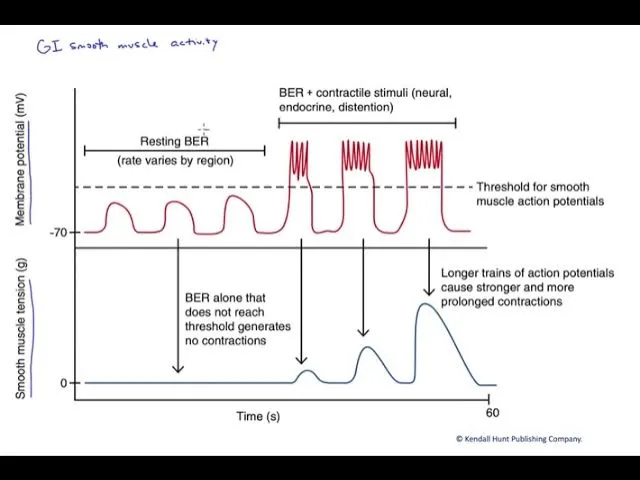 GI smooth muscle activity and action potentials