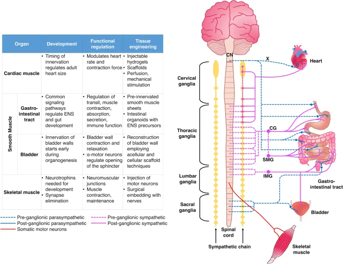 Autonomic Innervation of Muscle Types