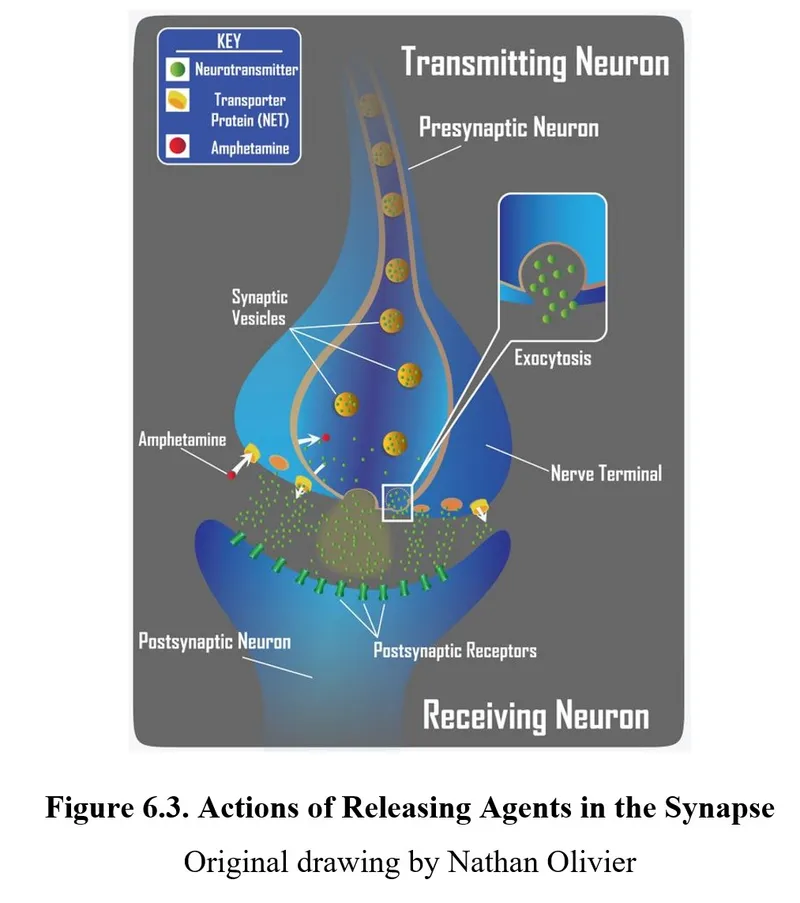Amphetamine action at synapse