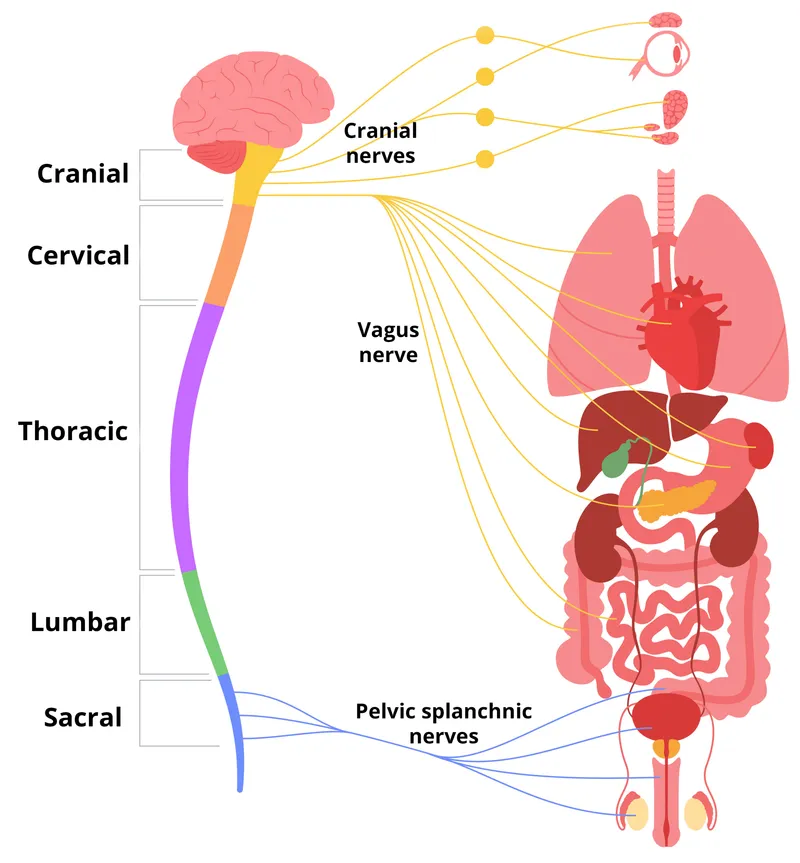 Parasympathetic Nervous System Craniosacral Outflow