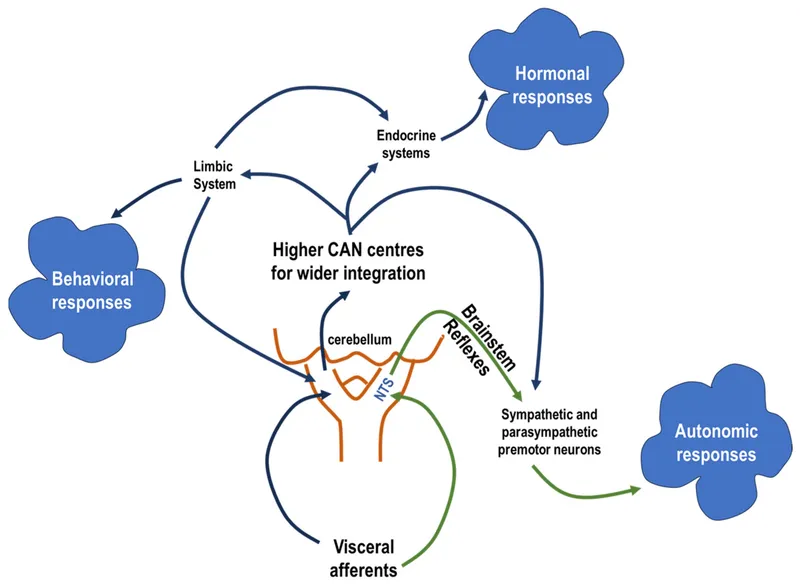 Central Autonomic Network and ANS Responses Diagram