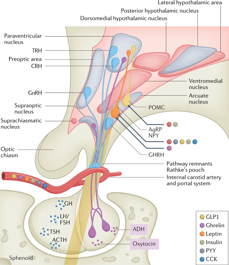 Hypothalamus nuclei and pituitary hormone pathways