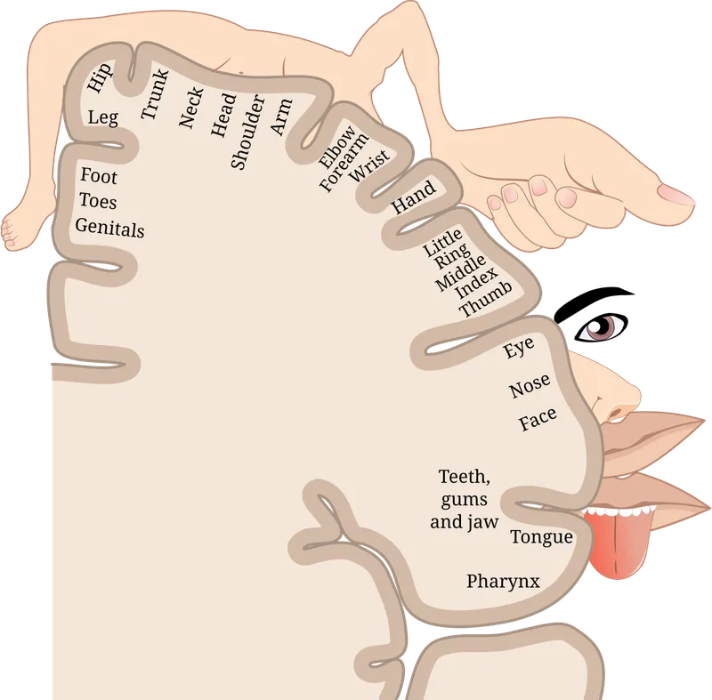 Motor Homunculus Diagram