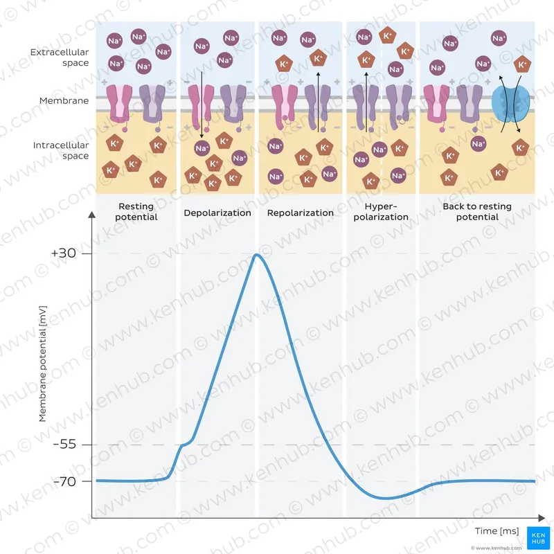 Action potential graph with ion channel activity