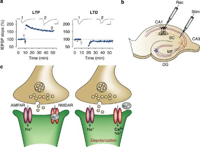 LTP and LTD mechanisms and experimental recording