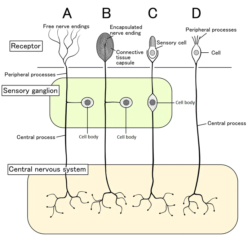 Sensory receptor types and connections