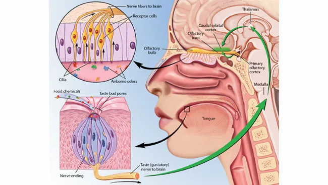 Olfactory and Gustatory Pathways