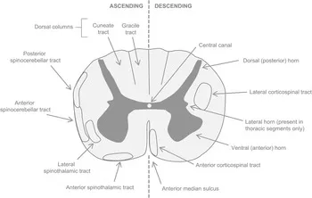 Spinal cord cross-section with ascending/descending tracts