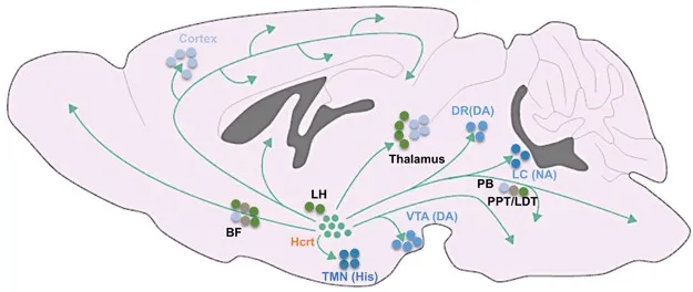 Brain regions and pathways regulating sleep and wakefulness