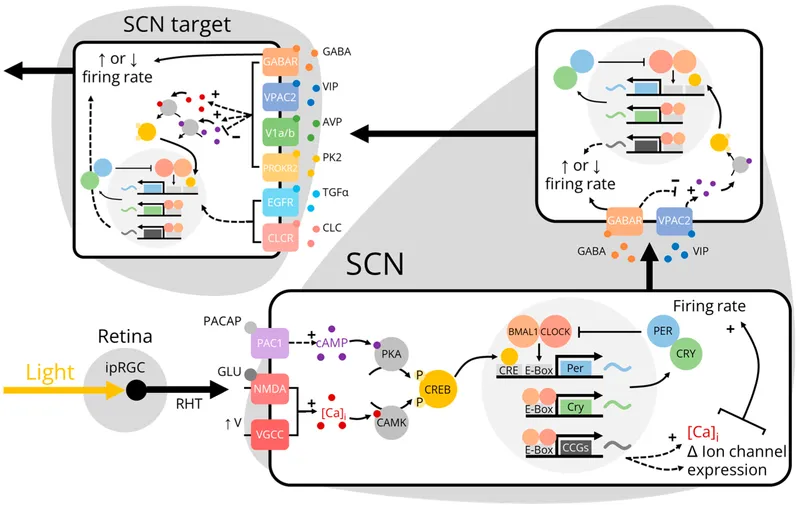 SCN light input pathway and firing rate regulation