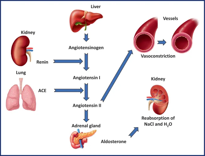 Renin-Angiotensin-Aldosterone System (RAAS) Cascade