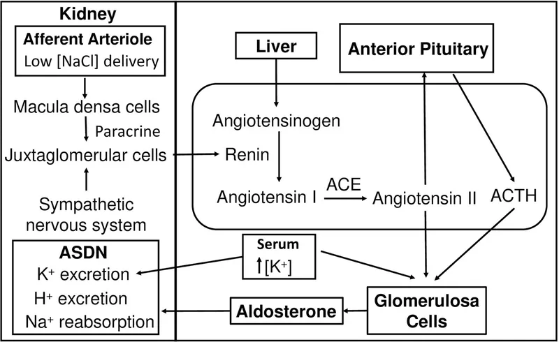 Aldosterone synthesis and regulation in RAAS