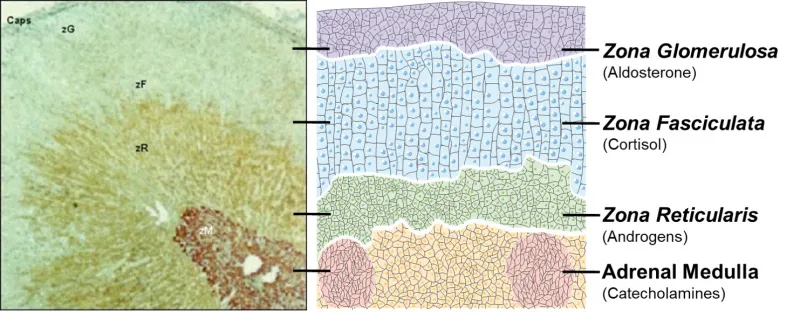 Adrenal Cortex Layers and Hormones