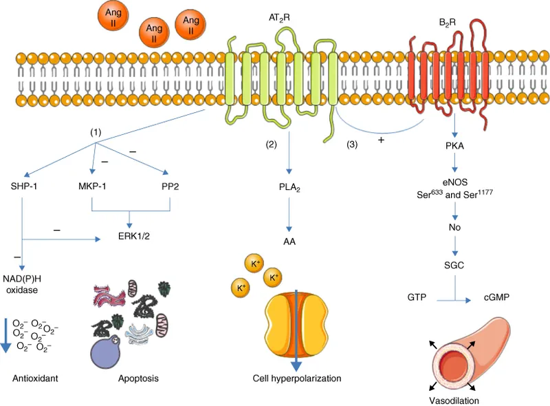 Angiotensin II AT2 receptor signaling pathways and effects