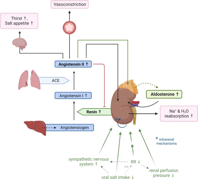 RAAS pathway with negative feedback and regulation