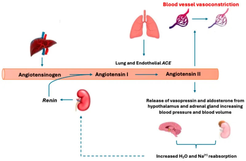 RAAS Cascade with Angiotensin II Negative Feedback