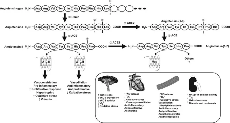 RAAS pathways: Classical vs. Non-classical components