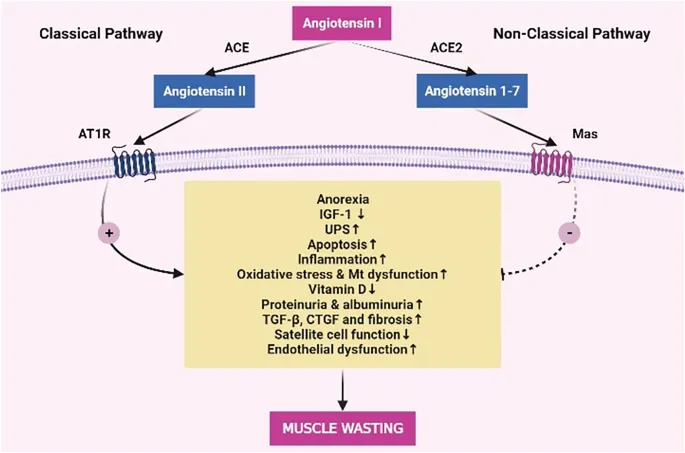 Classical and Non-Classical RAAS Pathways