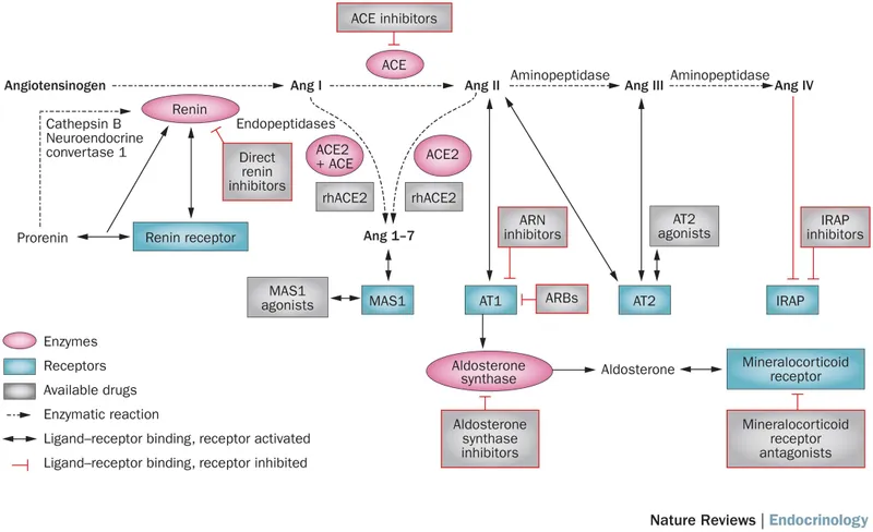 RAAS pathway and pharmacological inhibition