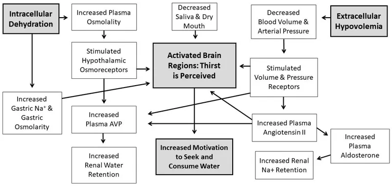 Thirst regulation pathways: intracellular and extracellular