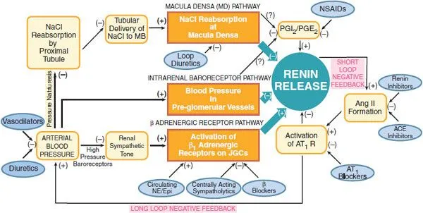 Renin Release Pathways and Regulation