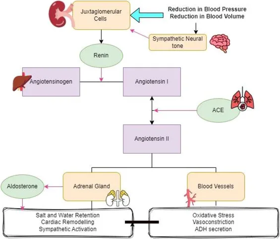 RAAS Pathway Diagram