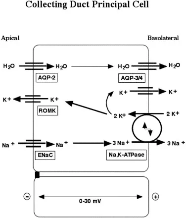 Collecting Duct Principal Cell: Na+, K+, H2O Transport