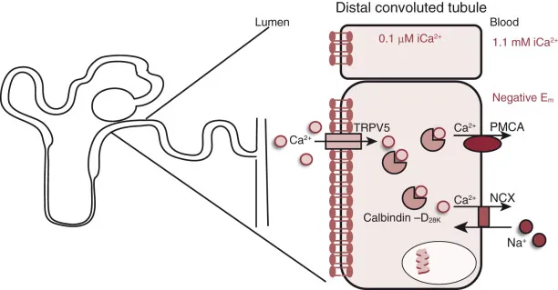 Calcium reabsorption in the distal convoluted tubule