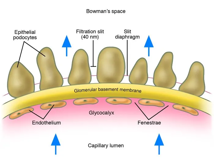 Glomerular filtration barrier: endothelium, GBM, podocytes