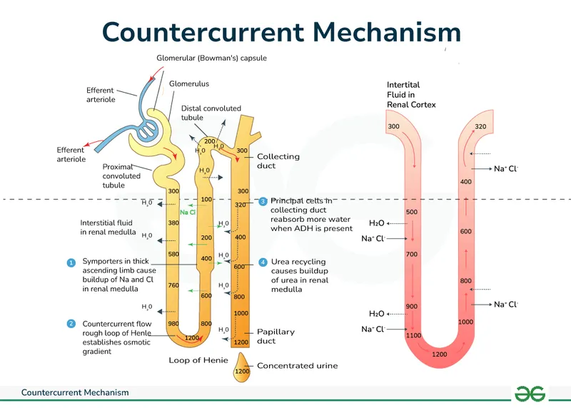 Renal countercurrent mechanism