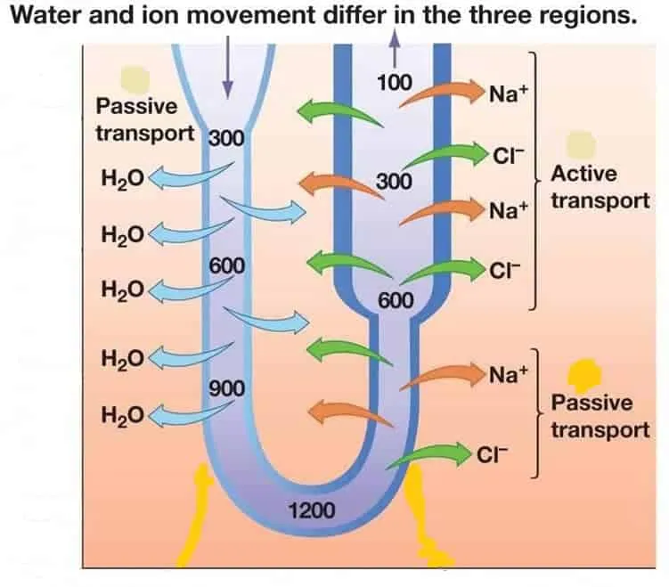 Loop of Henle: Water and Ion Movement
