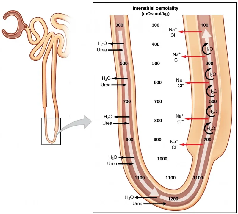 Loop of Henle: Countercurrent Multiplication and Osmolality