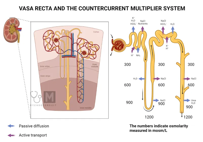 Loop of Henle and Vasa Recta: Countercurrent Multiplier
