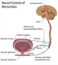 Neural Control of Micturition Diagram