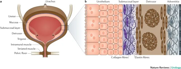 Urinary bladder anatomy and tissue layers