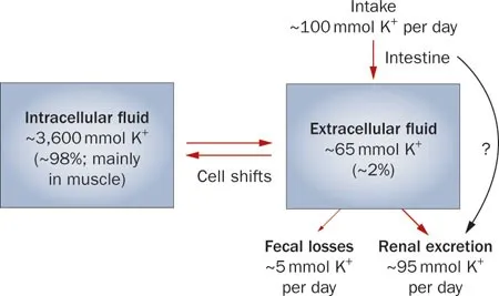 Potassium distribution and excretion