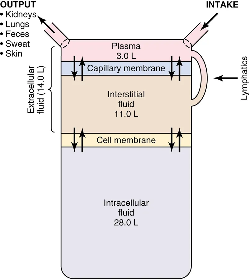 Body Fluid Compartments and Volumes