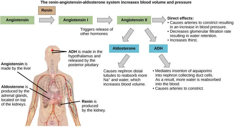 RAAS and ADH in Sodium and Water Balance